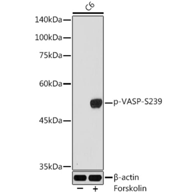 Western Blot - Anti-VASP (phospho Ser239) Antibody (A12464) - Antibodies.com