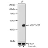 Western Blot - Anti-VASP (phospho Ser239) Antibody (A12464) - Antibodies.com