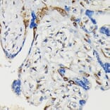 Immunohistochemistry - Anti-VASP (phospho Ser239) Antibody (A12464) - Antibodies.com