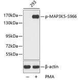 Western Blot - Anti-MAP3K5 (phospho S966) Antibody (AP0194) - Antibodies.com