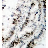 Immunohistochemistry - Anti-SMC1A (phospho S957) Antibody (AP0204) - Antibodies.com