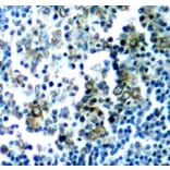 Immunohistochemistry - Anti-BCR (phospho Y177) Antibody (AP0205) - Antibodies.com
