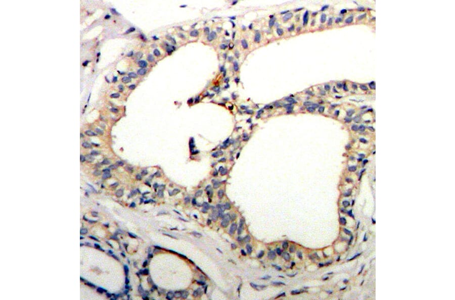 Immunohistochemistry - Anti-NFKBIE (phospho S22) Antibody (AP0212) - Antibodies.com