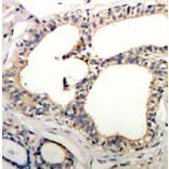Immunohistochemistry - Anti-NFKBIE (phospho S22) Antibody (AP0212) - Antibodies.com