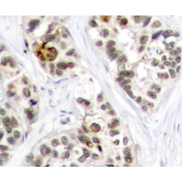 Immunohistochemistry - Anti-RELB (phospho S573) Antibody (AP0240) - Antibodies.com