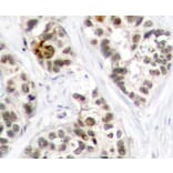 Immunohistochemistry - Anti-RELB (phospho S573) Antibody (AP0240) - Antibodies.com