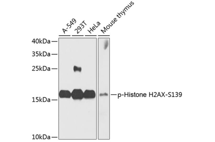 Western Blot - Anti-Histone H2AX (phospho S139) Antibody (AP0245) - Antibodies.com