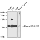 Western Blot - Anti-Histone H2AX (phospho S139) Antibody (AP0245) - Antibodies.com