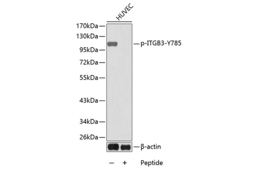 Western Blot - Anti-ITGB3 (phospho Y785) Antibody (AP0252) - Antibodies.com