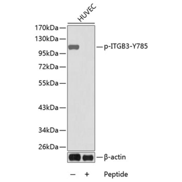 Western Blot - Anti-ITGB3 (phospho Y785) Antibody (AP0252) - Antibodies.com
