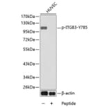Western Blot - Anti-ITGB3 (phospho Y785) Antibody (AP0252) - Antibodies.com