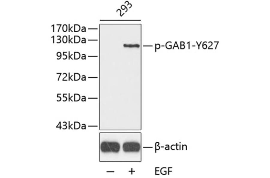 Western Blot - Anti-GAB1 (phospho Tyr627) Antibody (A12473) - Antibodies.com