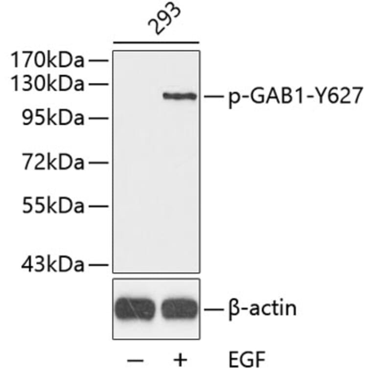 Western Blot - Anti-GAB1 (phospho Tyr627) Antibody (A12473) - Antibodies.com