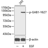 Western Blot - Anti-GAB1 (phospho Tyr627) Antibody (A12473) - Antibodies.com