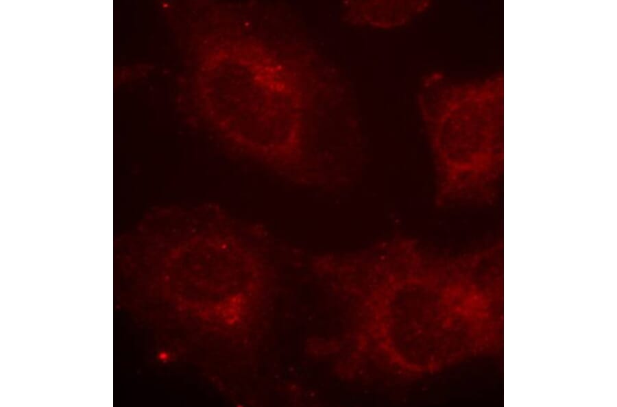 Immunofluorescence - Anti-GAB1 (phospho Tyr627) Antibody (A12473) - Antibodies.com