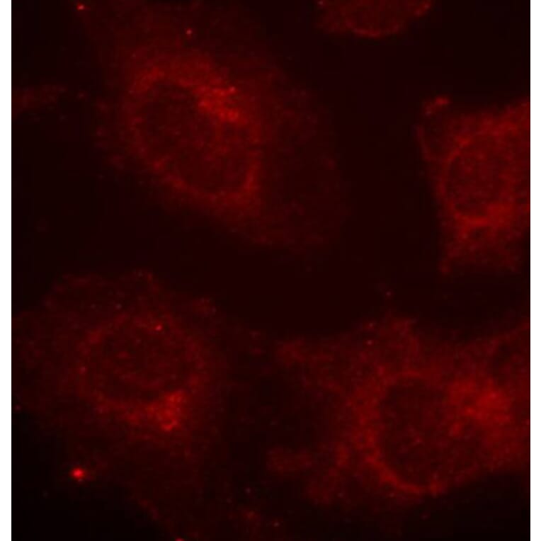 Immunofluorescence - Anti-GAB1 (phospho Tyr627) Antibody (A12473) - Antibodies.com