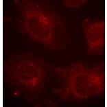 Immunofluorescence - Anti-GAB1 (phospho Tyr627) Antibody (A12473) - Antibodies.com