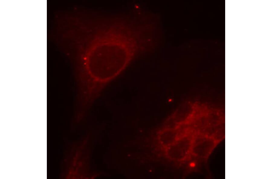 Immunofluorescence - Anti-SHC1 (phospho Y349) Antibody (AP0265) - Antibodies.com