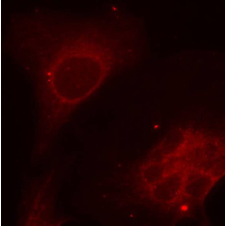 Immunofluorescence - Anti-SHC1 (phospho Y349) Antibody (AP0265) - Antibodies.com