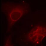 Immunofluorescence - Anti-SHC1 (phospho Y349) Antibody (AP0265) - Antibodies.com