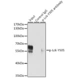 Western Blot - Anti-Lck (phospho Tyr505) Antibody (A12479) - Antibodies.com