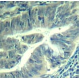 Immunohistochemistry - Anti-Cdk6 (phospho Tyr24) Antibody (A12480) - Antibodies.com