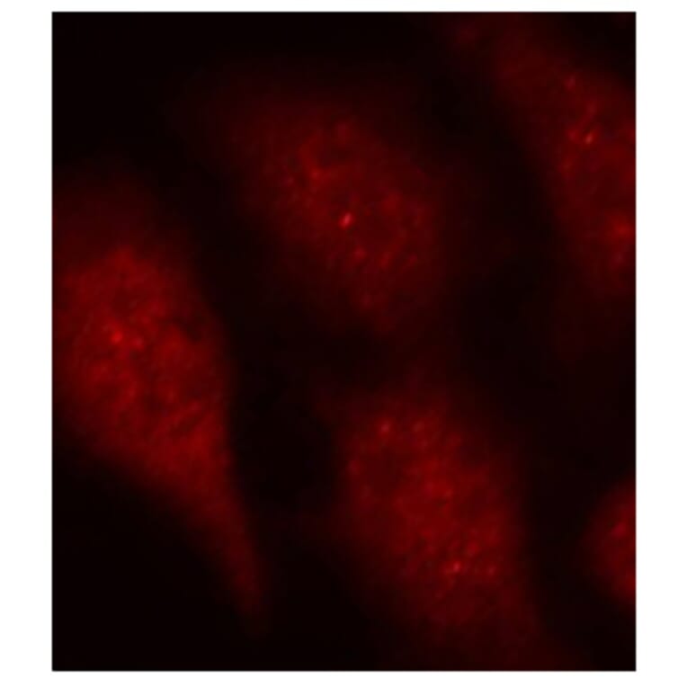 Immunofluorescence - Anti-Cdk6 (phospho Tyr24) Antibody (A12480) - Antibodies.com