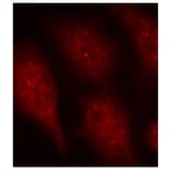 Immunofluorescence - Anti-Cdk6 (phospho Tyr24) Antibody (A12480) - Antibodies.com