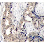 Immunohistochemistry - Anti-ABL1 (Phospho Y412) Antibody (A12481) - Antibodies.com