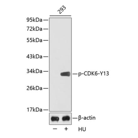 Western Blot - Anti-Cdk6 (phospho Tyr13) Antibody (A12483) - Antibodies.com