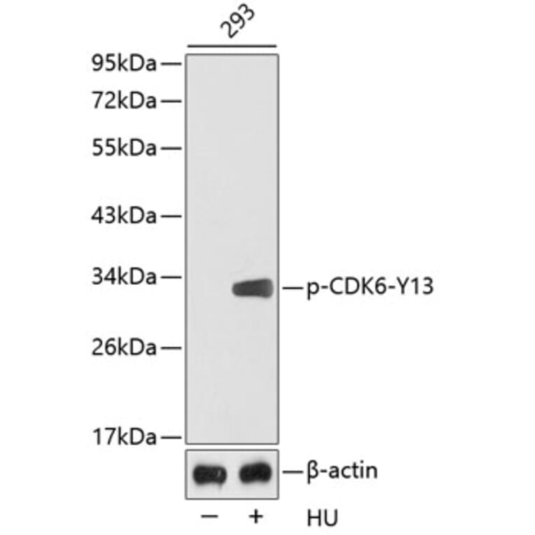 Western Blot - Anti-Cdk6 (phospho Tyr13) Antibody (A12483) - Antibodies.com