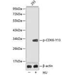 Western Blot - Anti-Cdk6 (phospho Tyr13) Antibody (A12483) - Antibodies.com