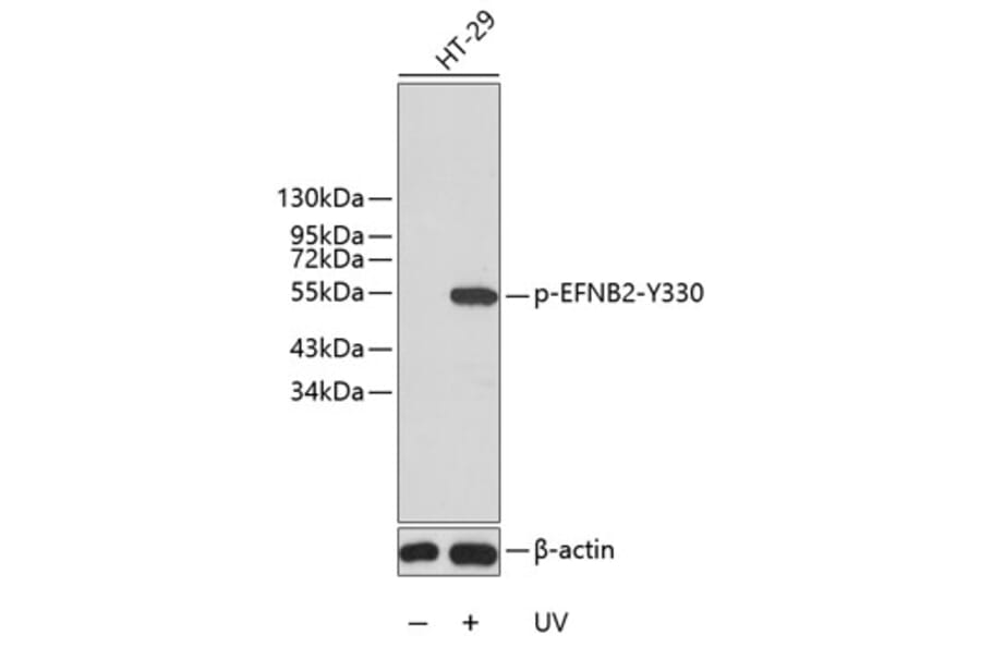 Western Blot - Anti-EFNB2 (phospho Y330) Antibody (AP0339) - Antibodies.com