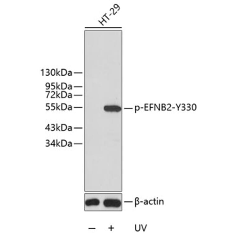 Western Blot - Anti-EFNB2 (phospho Y330) Antibody (AP0339) - Antibodies.com