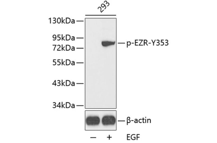 Western Blot - Anti-EZR (phospho Y353) Antibody (AP0349) - Antibodies.com