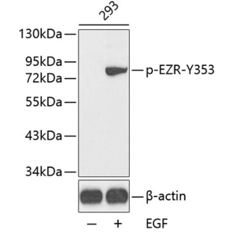 Western Blot - Anti-EZR (phospho Y353) Antibody (AP0349) - Antibodies.com