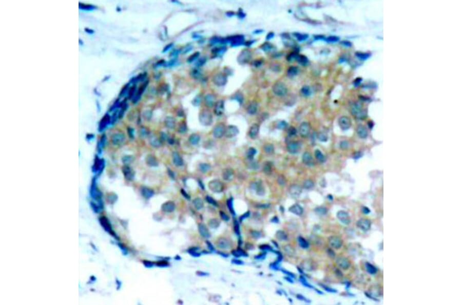 Immunohistochemistry - Anti-EZR (phospho Y353) Antibody (AP0349) - Antibodies.com