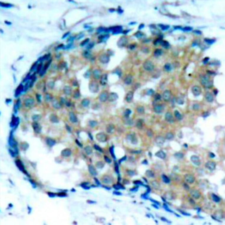 Immunohistochemistry - Anti-EZR (phospho Y353) Antibody (AP0349) - Antibodies.com
