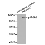 Western Blot - Anti-ITGB3 (phospho Y773) Antibody (AP0372) - Antibodies.com