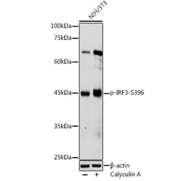 Western Blot - Anti-IRF3 (Phospho S396) Antibody (A12493) - Antibodies.com