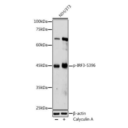 Western Blot - Anti-IRF3 (Phospho S396) Antibody (A12493) - Antibodies.com