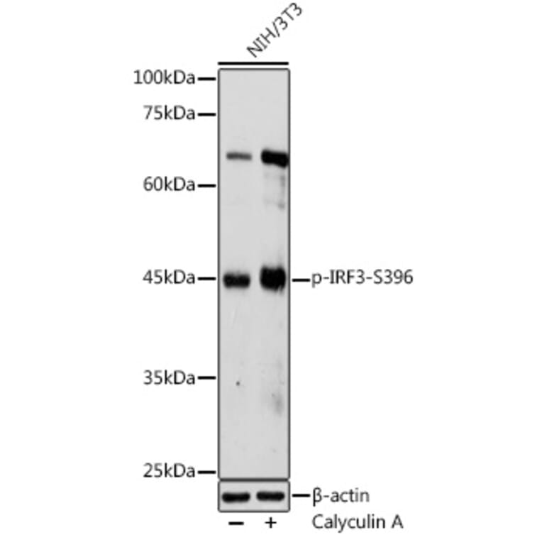 Western Blot - Anti-IRF3 (Phospho S396) Antibody (A12493) - Antibodies.com
