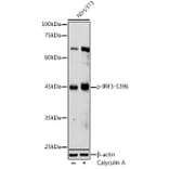 Western Blot - Anti-IRF3 (Phospho S396) Antibody (A12493) - Antibodies.com