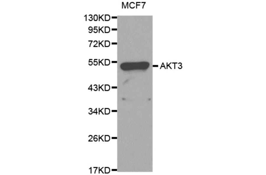 Western Blot - Anti-AKT3 Antibody (A0504) - Antibodies.com