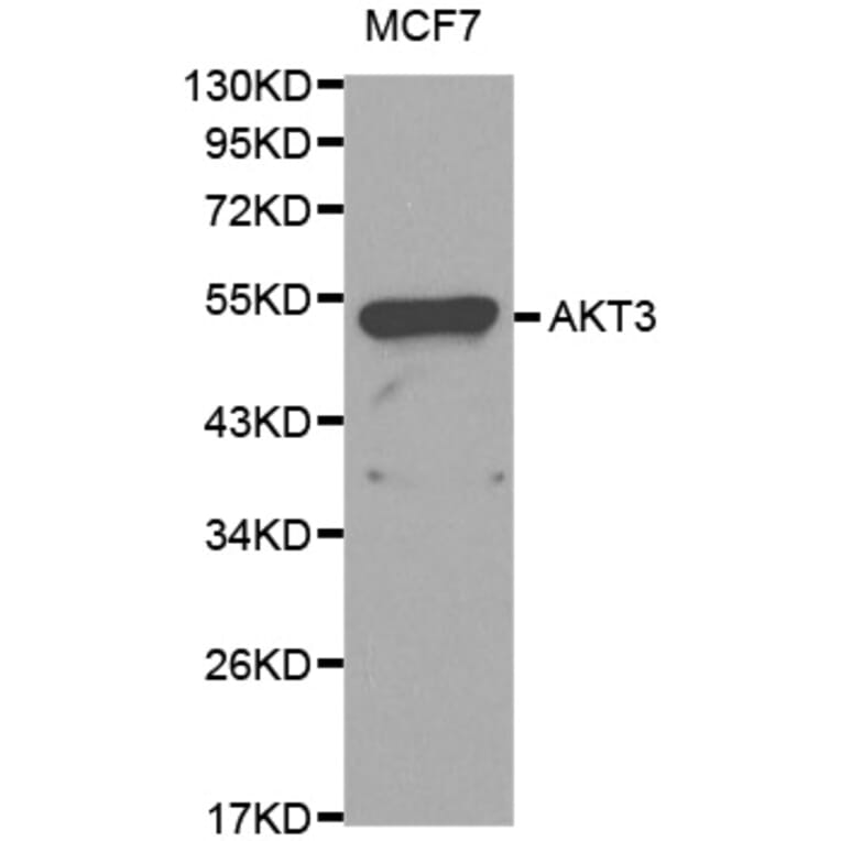 Western Blot - Anti-AKT3 Antibody (A0504) - Antibodies.com