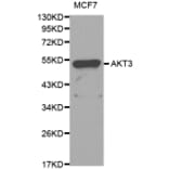 Western Blot - Anti-AKT3 Antibody (A0504) - Antibodies.com