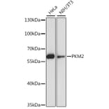 Western Blot - Anti-PKM2 Antibody (A7158) - Antibodies.com