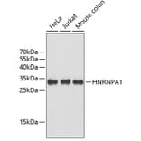 Western Blot - Anti-HNRNPA1 Antibody (A2622) - Antibodies.com