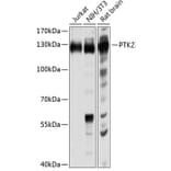 Western Blot - Anti-PTK2 Antibody (A0024) - Antibodies.com