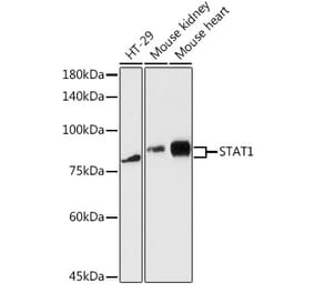 Western Blot - Anti-STAT1 Antibody (A12504) - Antibodies.com